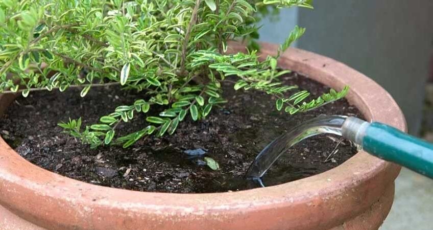 Arrosage-Pots-Maroc
